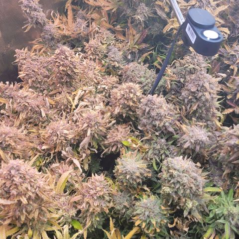 Amnesia Haze Auto growlog timeline photo