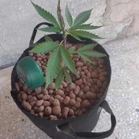 რაინდი ტიკ - იისფერი ორქიდეის დინასტია growlog photo: Moved to 10 l pot with super soil and placed outdoor, firstly in the shady place further we see 