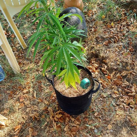 რაინდი ტიკ - იისფერი ორქიდეის დინასტია growlog photo: Foliar water with compost tea, too concentrated nutrients in tea