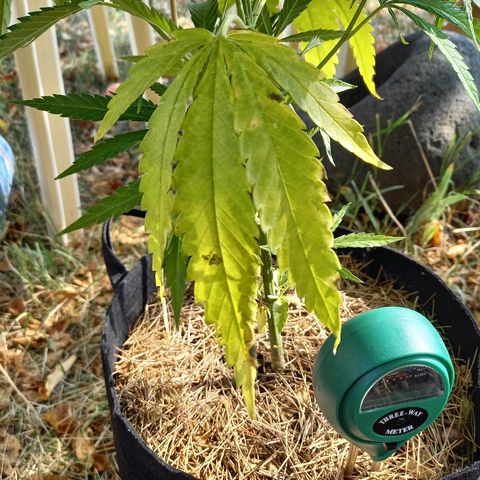 რაინდი ტიკ - იისფერი ორქიდეის დინასტია growlog photo: Foliar water with compost tea, too concentrated nutrients in tea