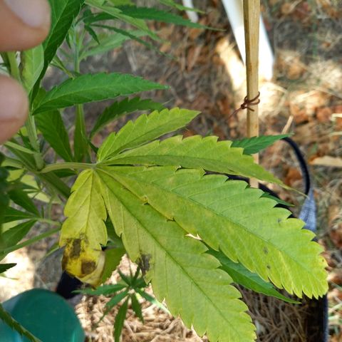 რაინდი ტიკ - იისფერი ორქიდეის დინასტია growlog photo: Foliar water with compost tea, too concentrated nutrients in tea