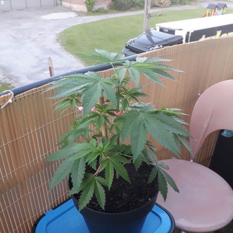 Purple haze growlog photo: Exelente croissance 