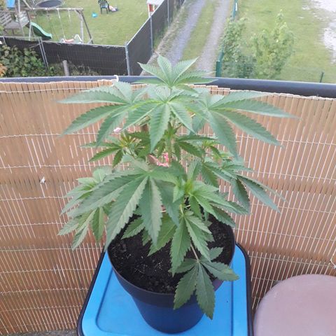 Purple haze growlog photo: Exelente croissance 