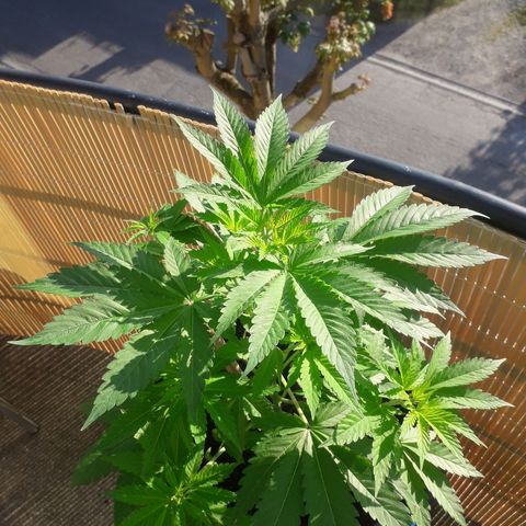 Purple haze growlog photo: Passage en floraison 