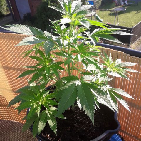 Purple haze growlog photo: Passage en floraison 