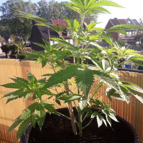 Purple haze growlog photo: Passage en floraison 