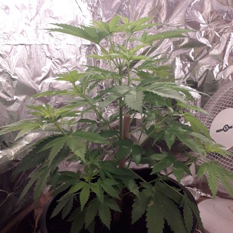 Purple haze growlog timeline photo