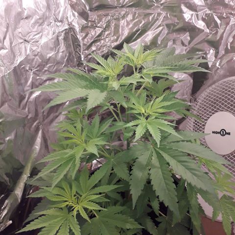 Purple haze growlog timeline photo