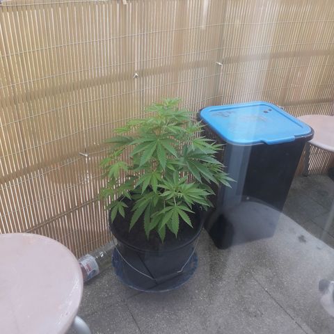 Purple haze growlog timeline photo