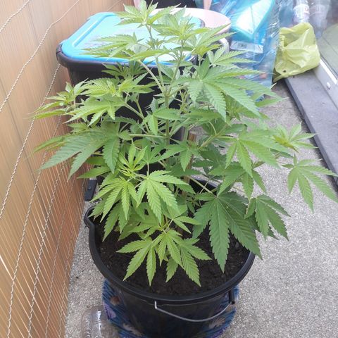 Purple haze growlog timeline photo