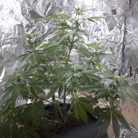 Purple haze growlog photo: Sa commence à arriver 