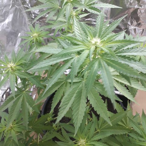 Purple haze growlog photo: Sa commence à arriver 