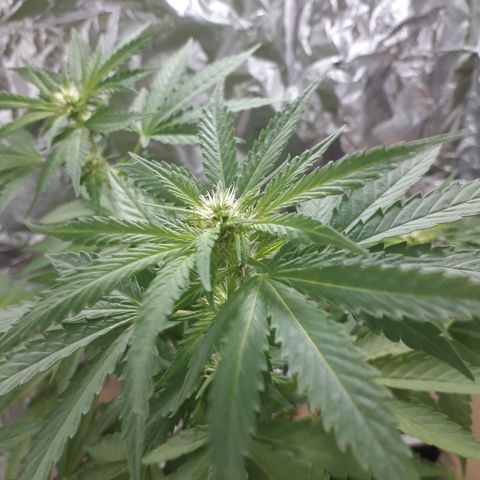 Purple haze growlog photo: Sa commence à arriver 