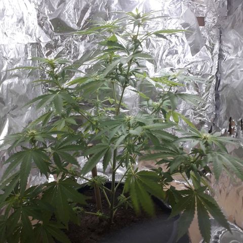 Purple haze growlog timeline photo