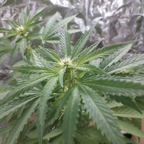 Purple haze growlog timeline photo