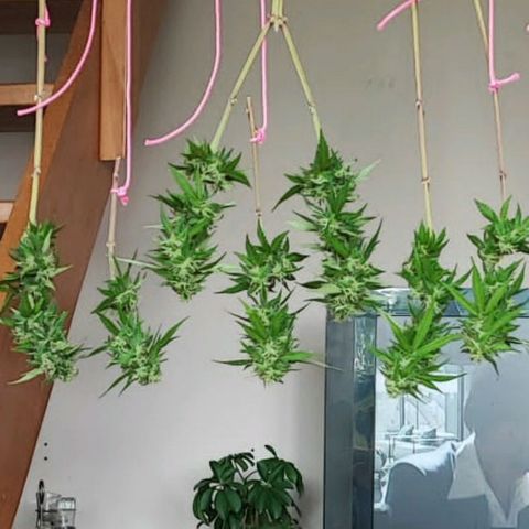 Purple haze growlog timeline photo