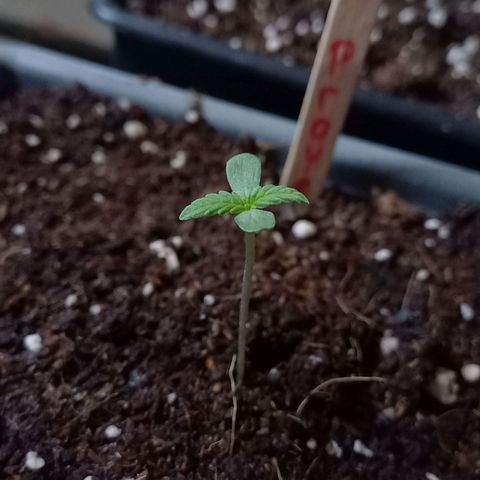 Marmalate early version bioproyect  growlog timeline photo