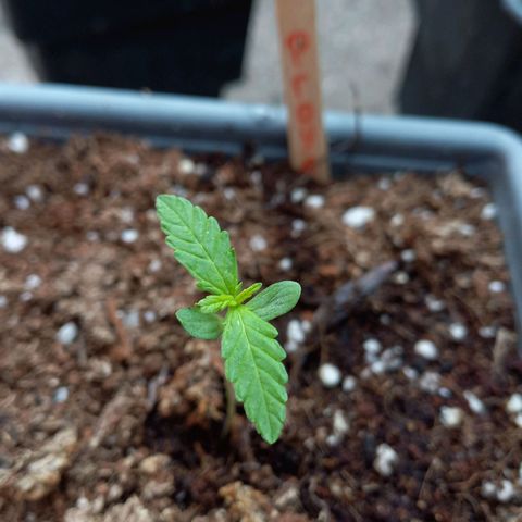 Marmalate early version bioproyect  growlog timeline photo