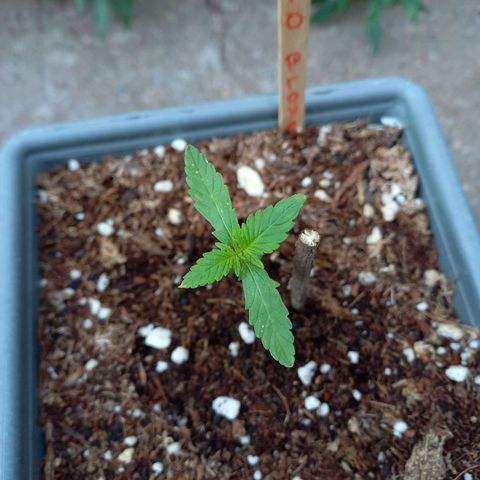 Marmalate early version bioproyect  growlog timeline photo