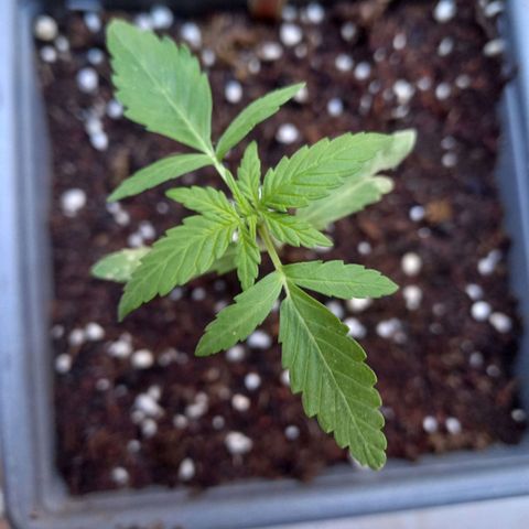 Marmalate early version bioproyect  growlog timeline photo