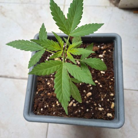 Marmalate early version bioproyect  growlog timeline photo