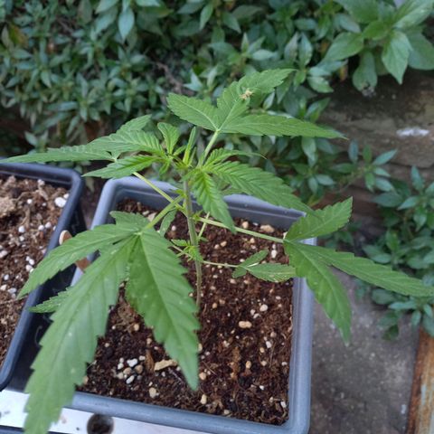 Marmalate early version bioproyect  growlog timeline photo