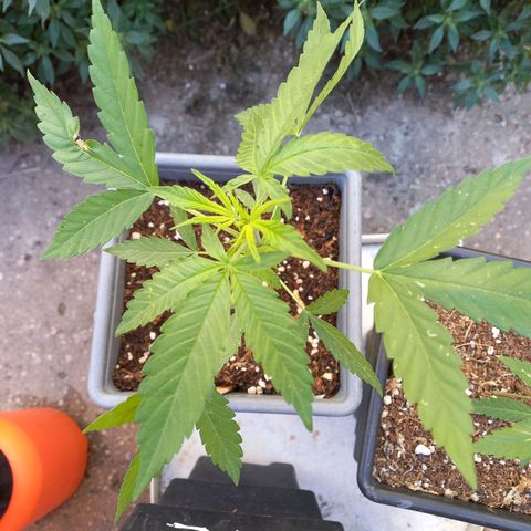 Marmalate early version bioproyect  growlog timeline photo