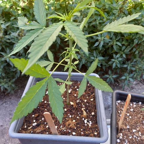 Marmalate early version bioproyect  growlog timeline photo