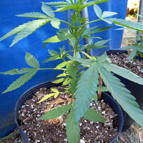 Marmalate early version bioproyect  growlog timeline photo