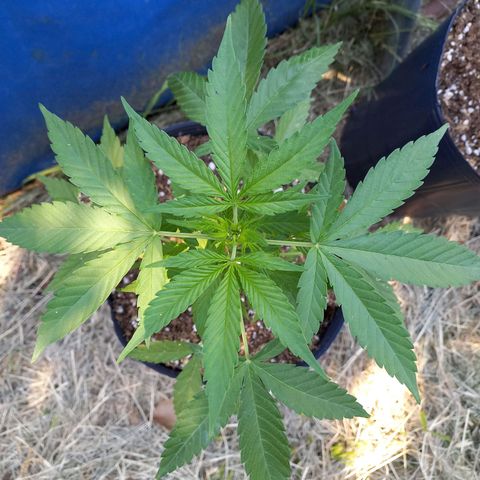 Marmalate early version bioproyect  growlog timeline photo