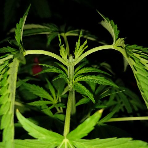 Marmalate early version bioproyect  growlog timeline photo
