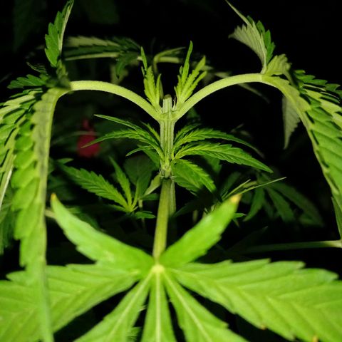 Marmalate early version bioproyect  growlog timeline photo