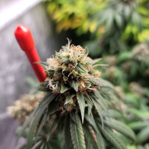 AJ SOUR DIESEL x COOKIES & CREAM #3 growlog timeline photo