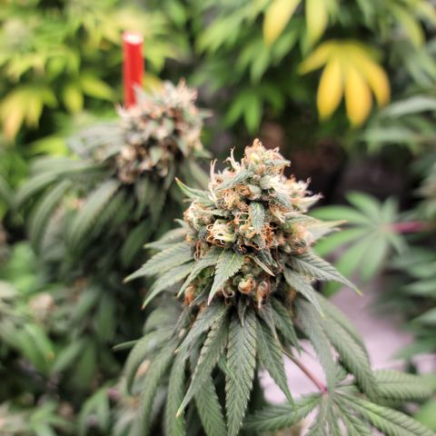 AJ SOUR DIESEL x COOKIES & CREAM #3 growlog timeline photo