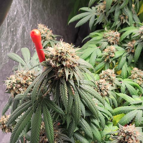 AJ SOUR DIESEL x COOKIES & CREAM #3 growlog timeline photo