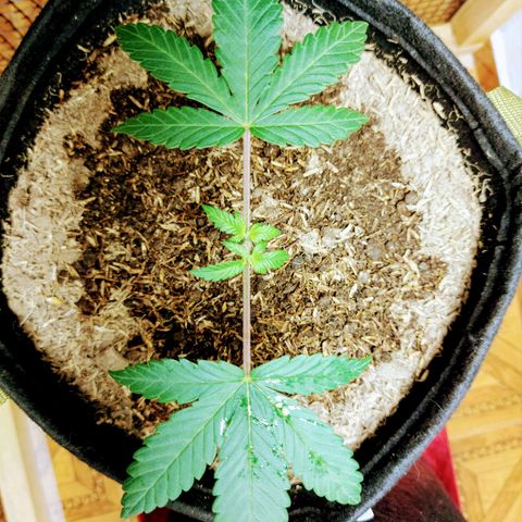 BCN Critical XXL growlog timeline photo