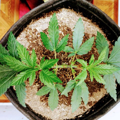 BCN Critical XXL growlog timeline photo