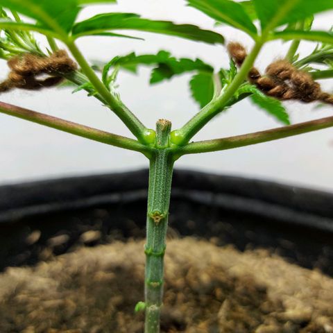 BCN Critical XXL growlog timeline photo