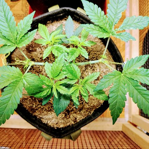 BCN Critical XXL growlog timeline photo