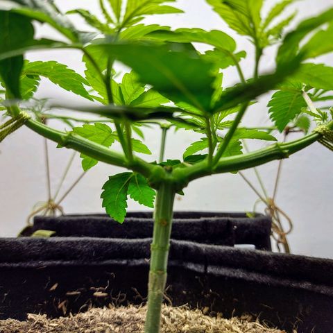 BCN Critical XXL growlog timeline photo