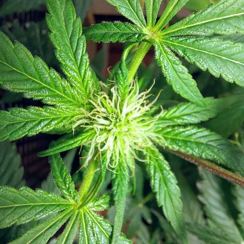 BCN Critical XXL growlog timeline photo