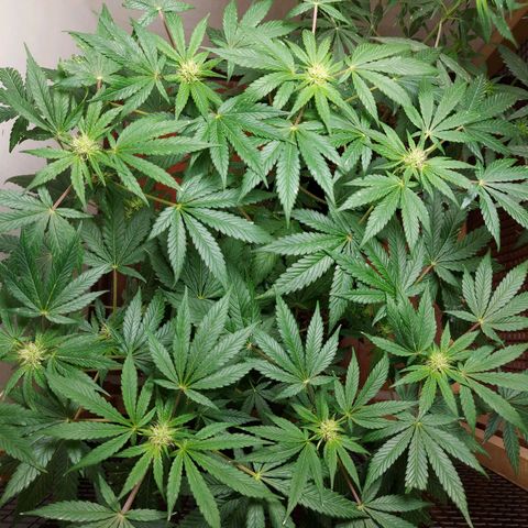 BCN Critical XXL growlog timeline photo