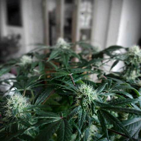 BCN Critical XXL growlog timeline photo