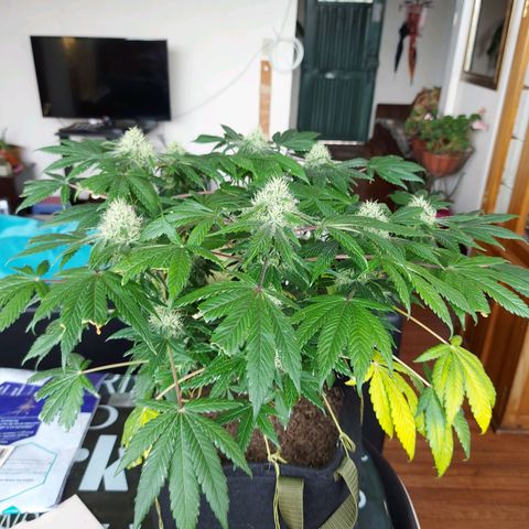 BCN Critical XXL growlog timeline photo