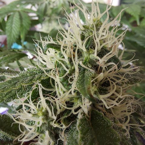 BCN Critical XXL growlog timeline photo