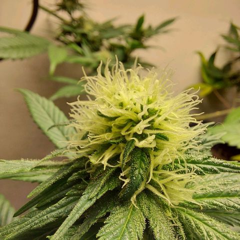 Gelato Samba growlog timeline photo