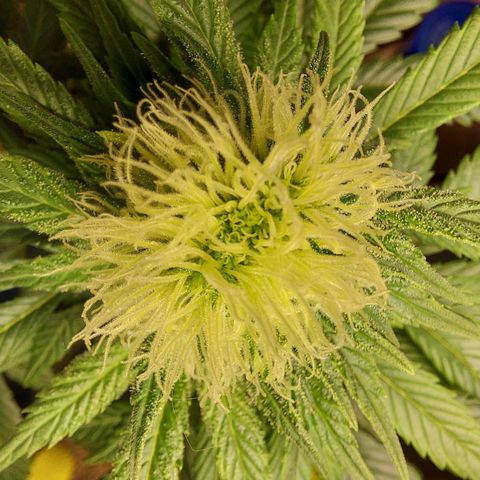 Gelato Samba growlog timeline photo