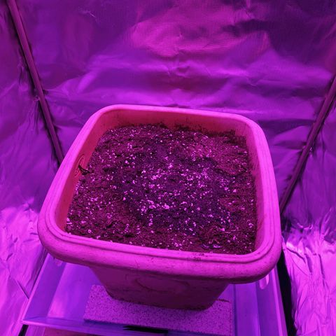 Ammy growlog timeline photo