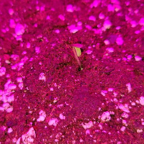 Ammy growlog timeline photo
