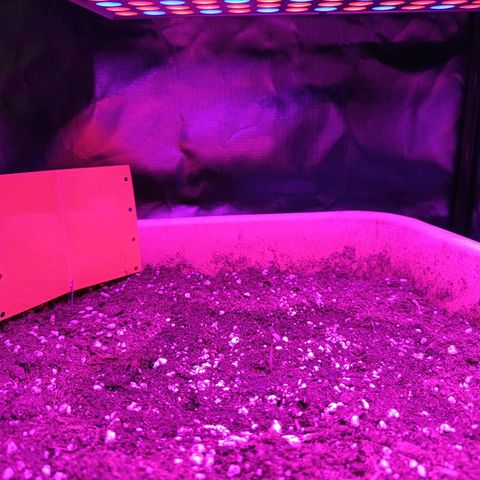 Ammy growlog timeline photo